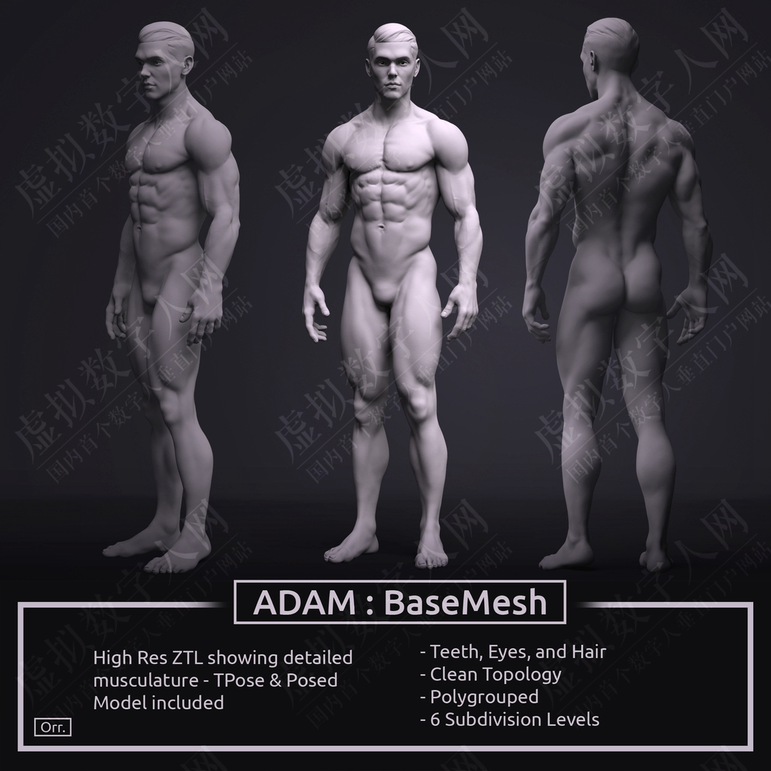 3D数字人模型男性基地-Adam -Ztool 4R8