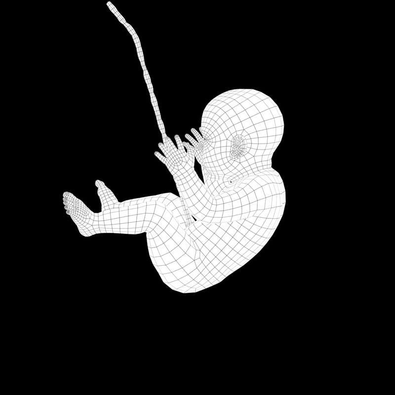 胎儿婴儿3D数字人模型
