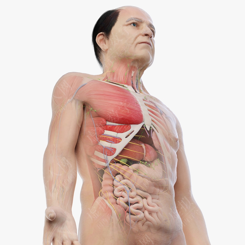 3D完整的男性解剖结构