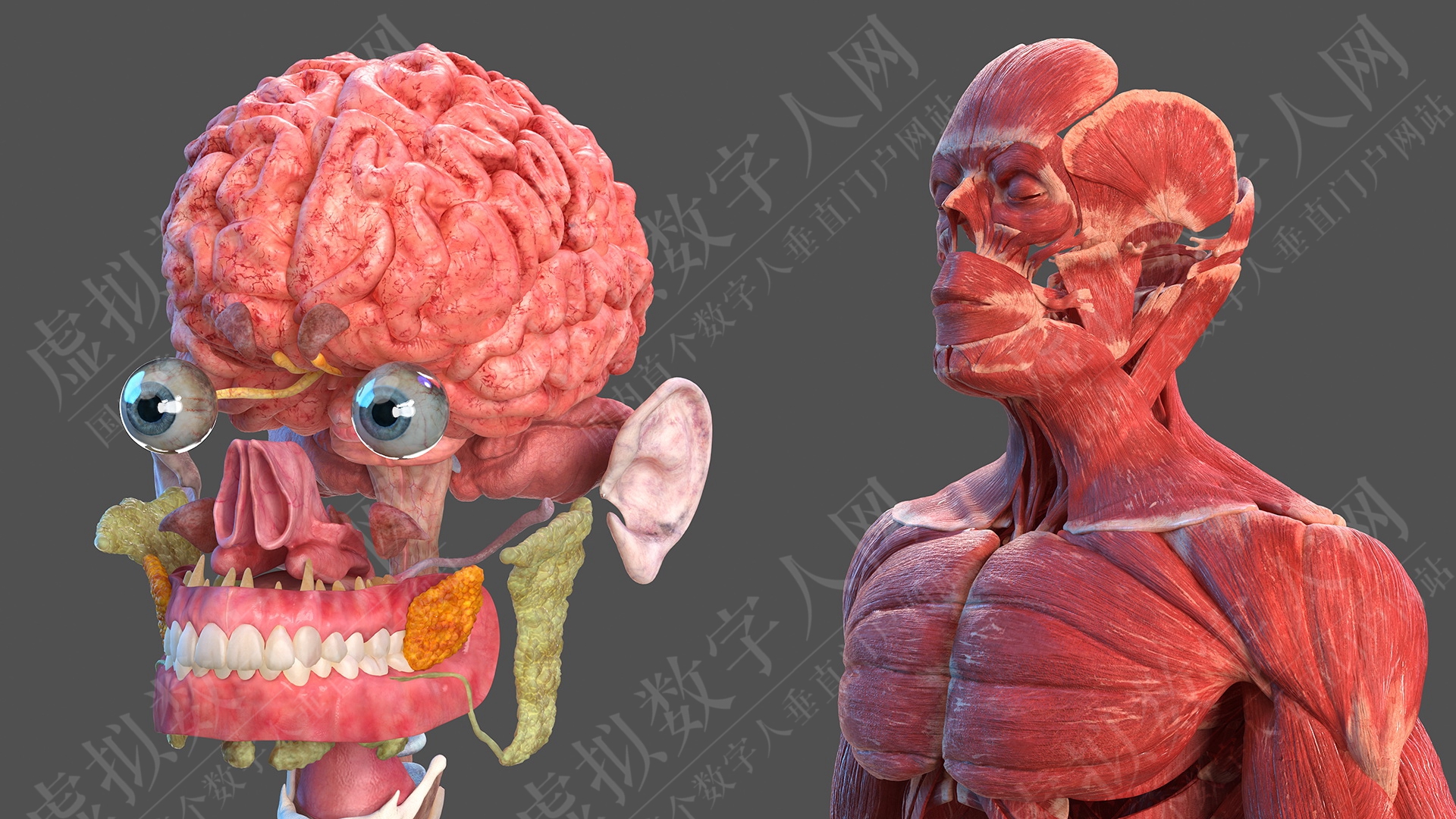 3D男性全身解剖学和皮肤