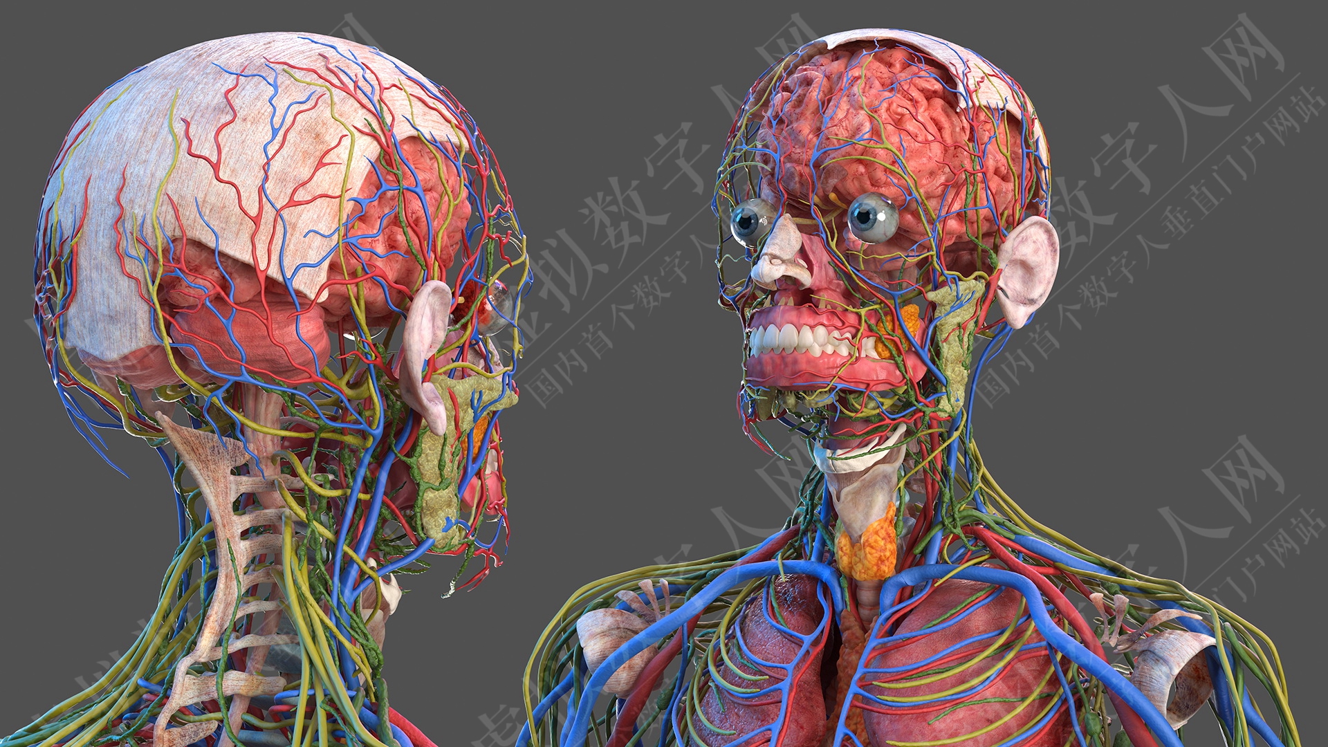 3D男性全身解剖学和皮肤