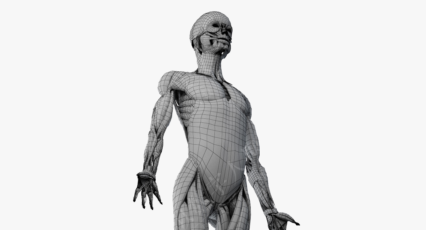 3D数字人模型女性解剖玛雅操作