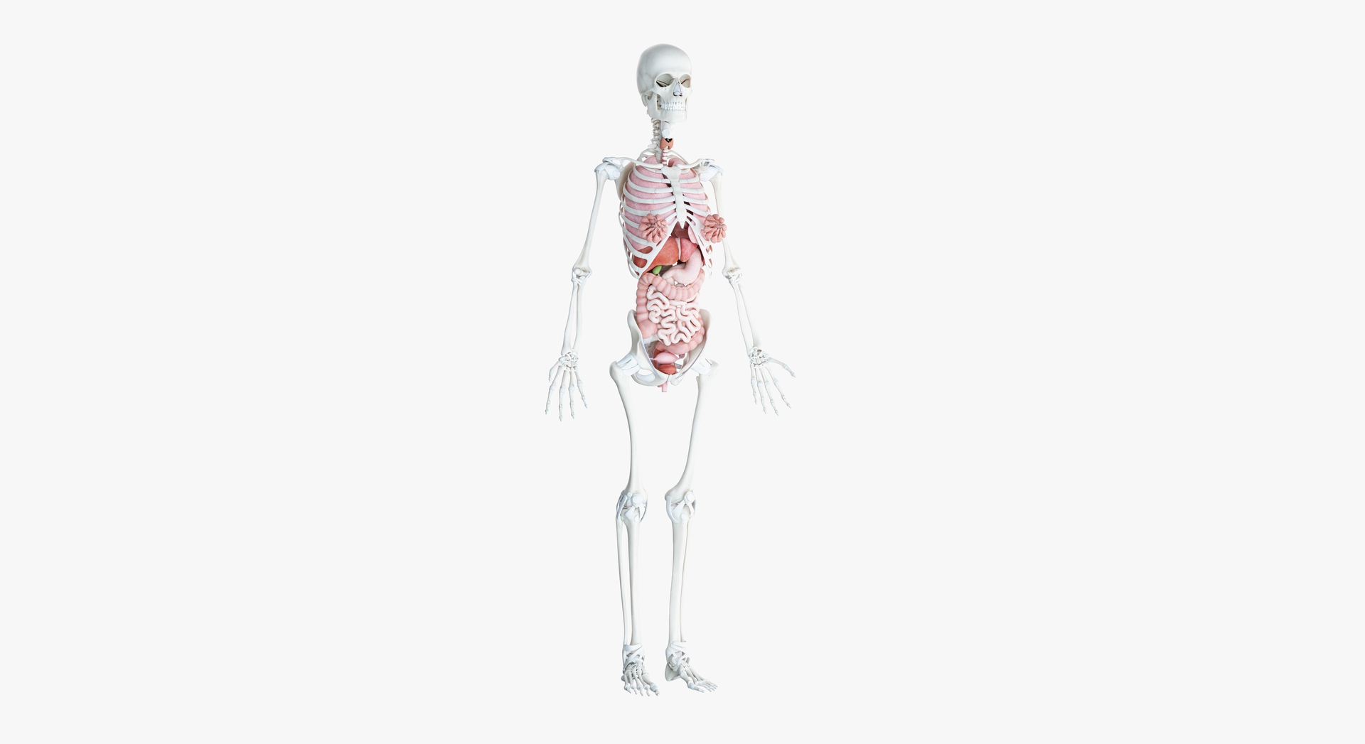 3D数字人模型女性解剖玛雅操作