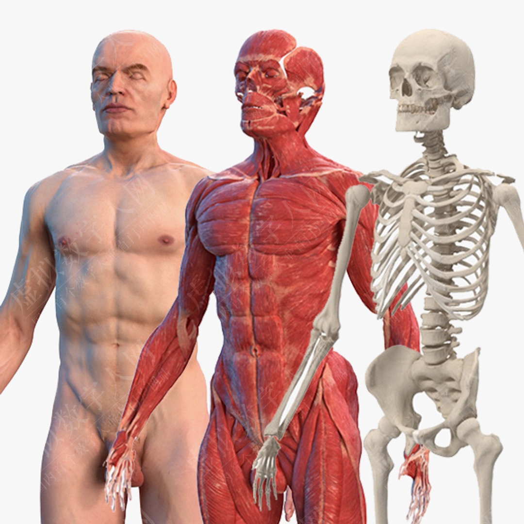 3D男性解剖结构虚拟人模型