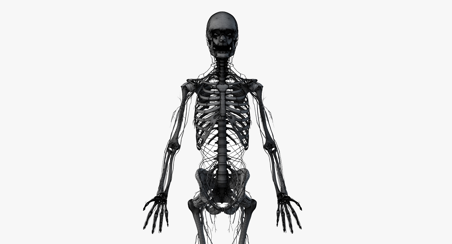 完整的男性和女性解剖组超写实3D数字人模型