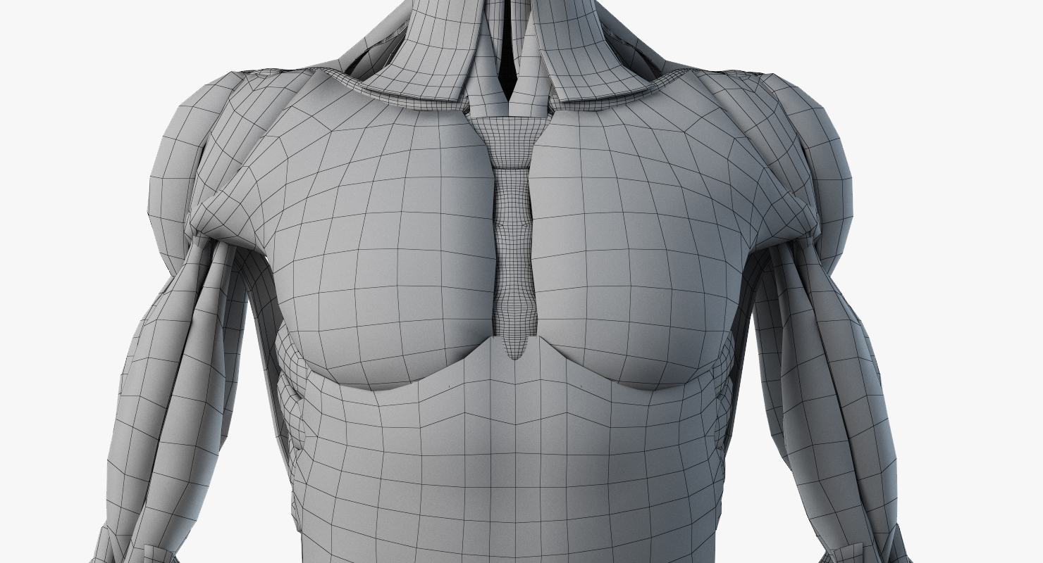 完整的男性和女性解剖组超写实3D数字人模型