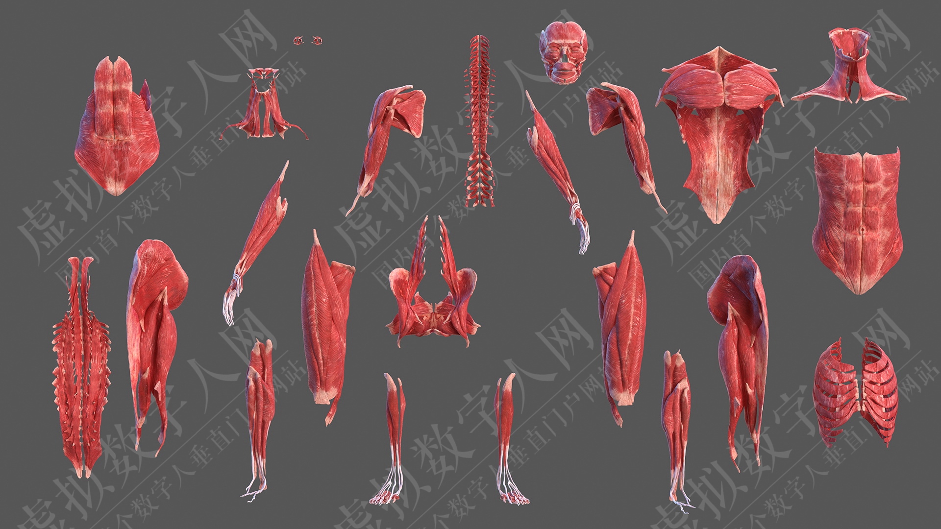 完整的女性身体解剖3D数字人模型
