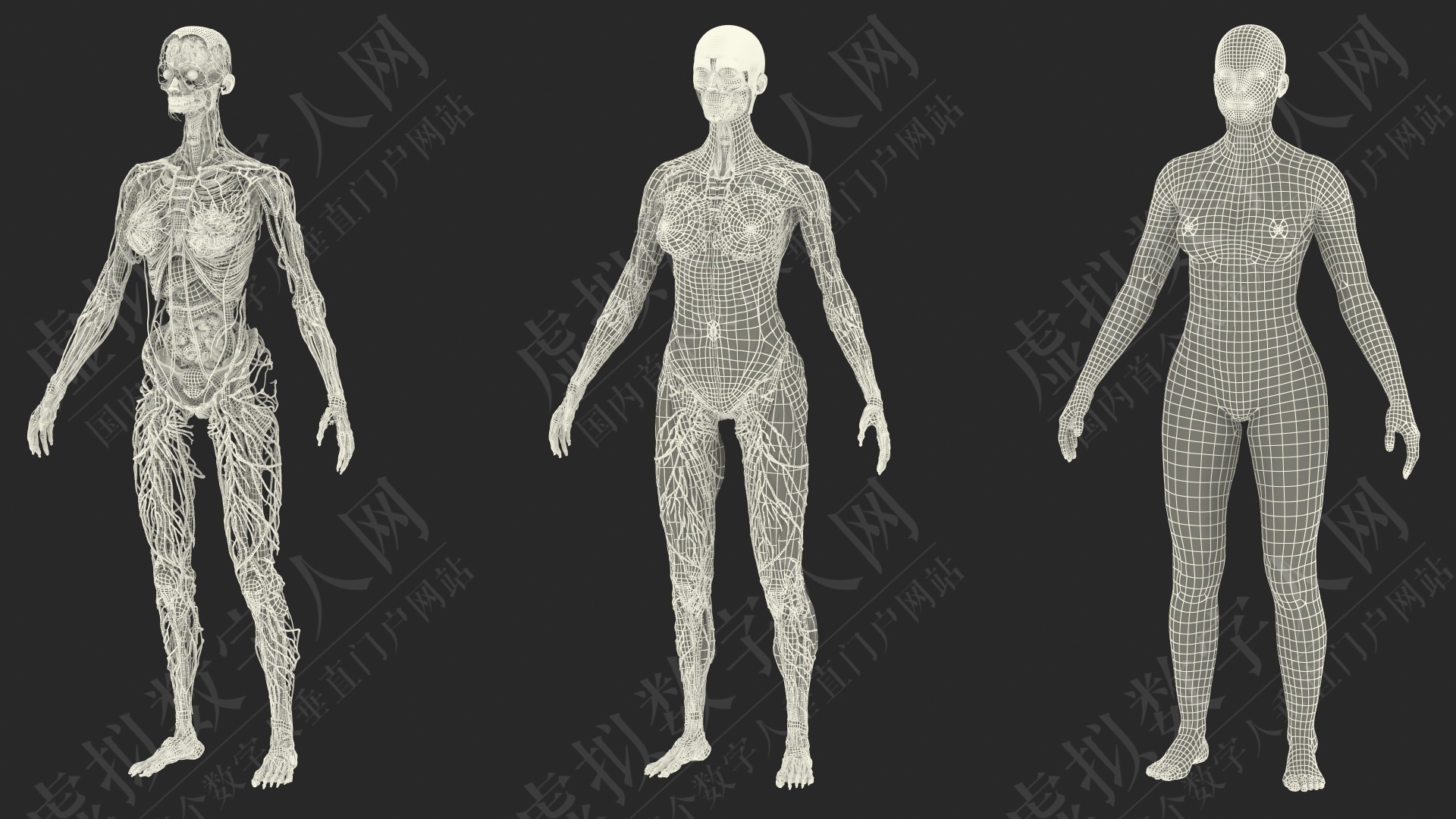 完整的女性身体解剖3D数字人模型