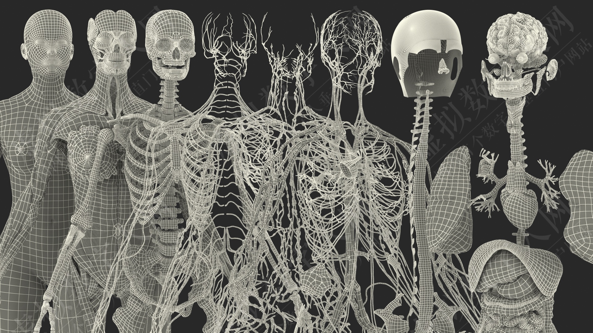 3D完整的女性身体解剖3D数字人模型