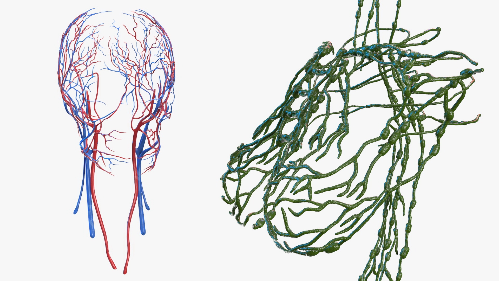 3D完整的女性身体解剖3D数字人模型