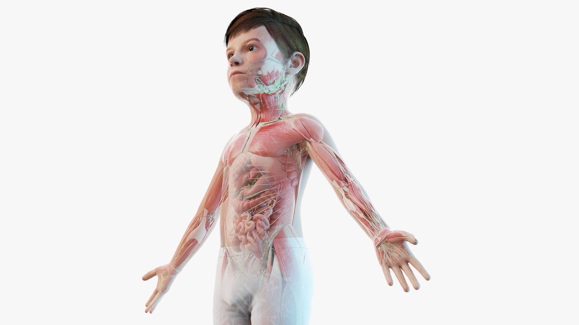 3D虚拟人模型全男孩解剖定制版