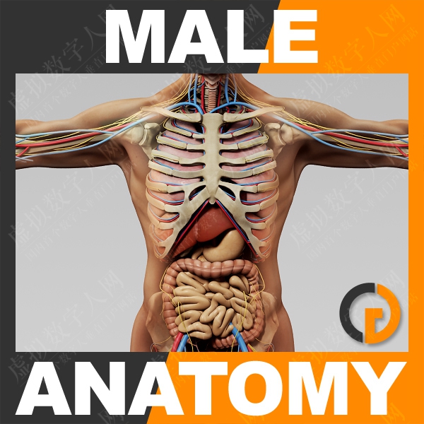 人体解剖学 - 身体，骨骼和内脏器官数字虚拟模型