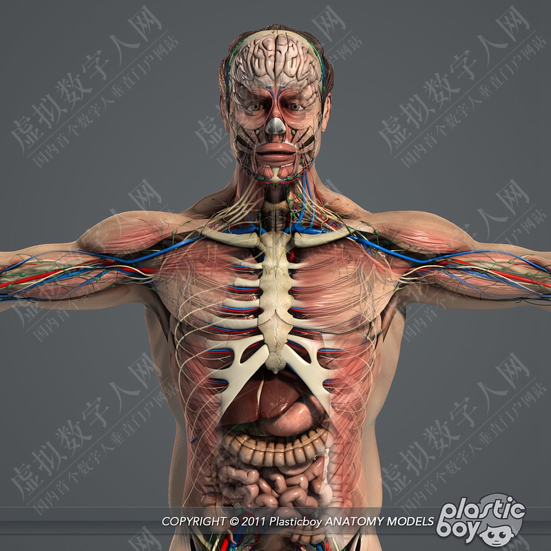 超写实男性解剖包模拟3D虚拟数字人