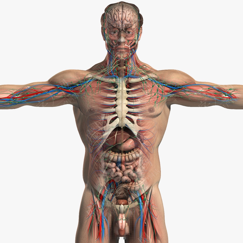 超写实男性解剖包模拟3D虚拟数字人
