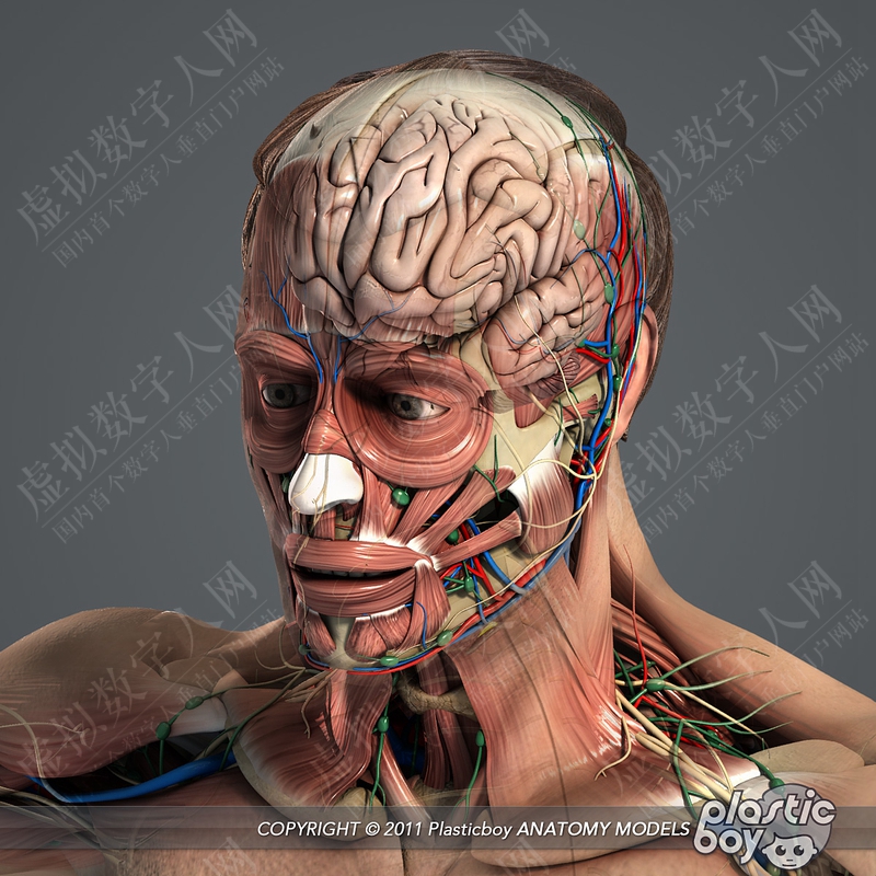 超写实男性解剖包模拟3D虚拟数字人