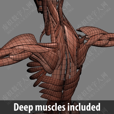 超写实人类雌性解剖学3D数字人模型 - 身体，肌肉，骨骼，内脏和淋巴管