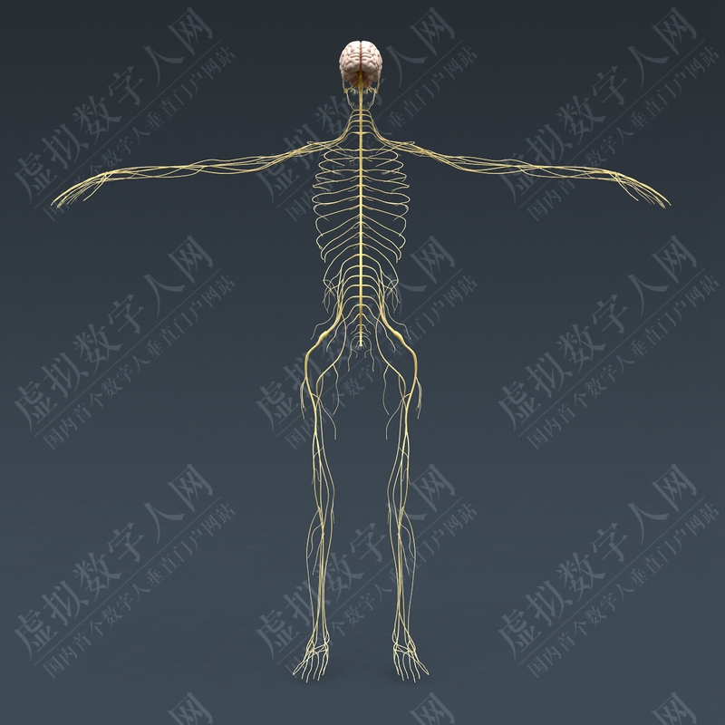 超写实人类雌性解剖学3D数字人模型 - 身体，肌肉，骨骼，内脏和淋巴管