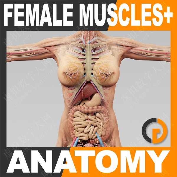 人类女性解剖学 - 身体，肌肉，骨骼和内脏器官