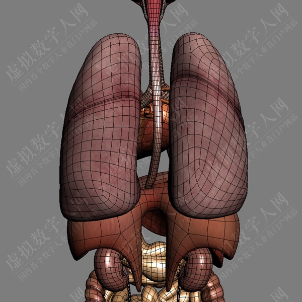 超写实人类和女性模拟3D结构 - 身体，肌肉，骨骼，内脏和淋巴管