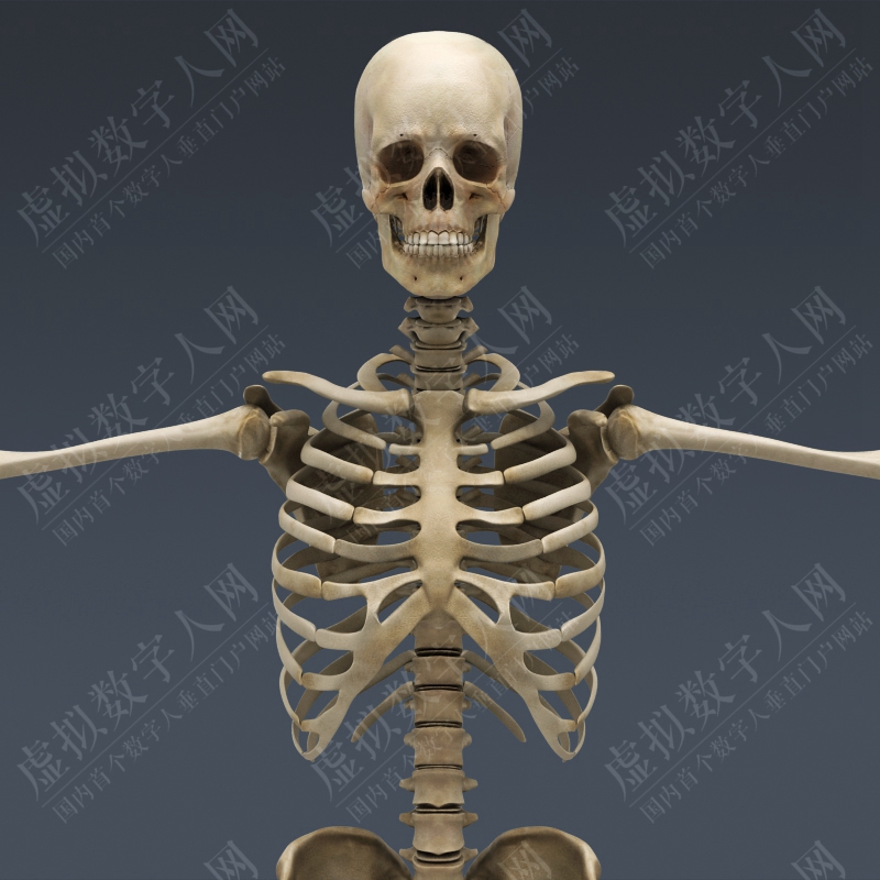 超写实人类和女性模拟3D结构 - 身体，肌肉，骨骼，内脏和淋巴管