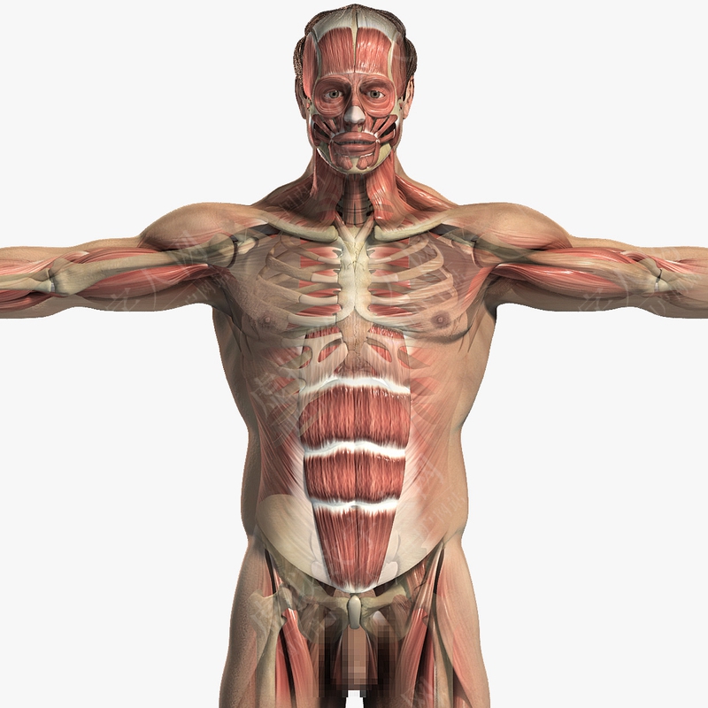 男性身体，骨骼和肌肉系统包（肌肉纹理）虚拟人模型