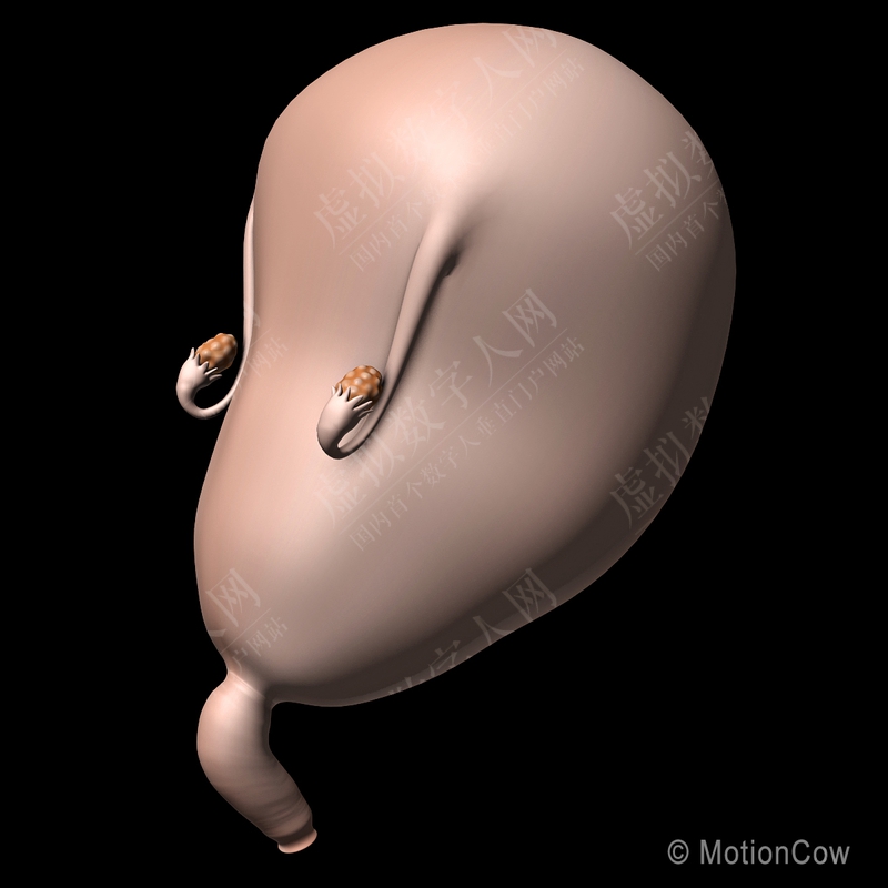 怀孕，胎儿和子宫3D模拟模型