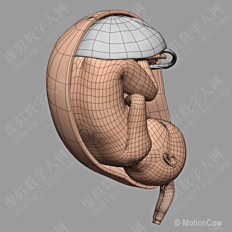 怀孕，胎儿和子宫3D模拟模型